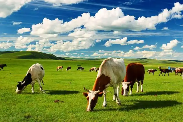 美丽景色呼伦贝尔大草原,蓝天白云骏马奔驰,景色怡人,美不胜收