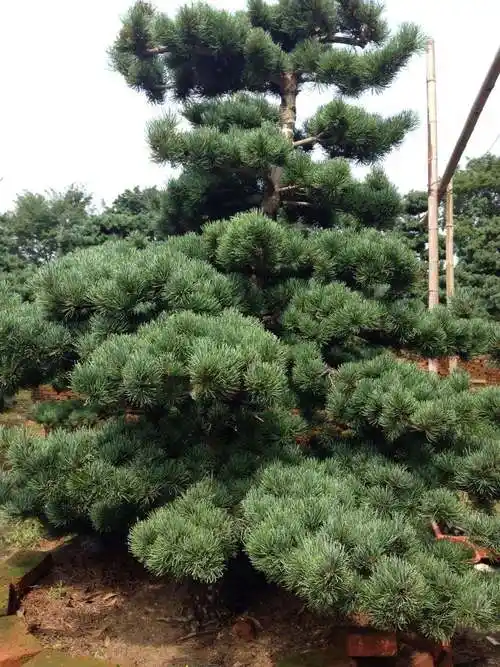 p>日本五针松(学名: i>pinus parviflora /i>)是松科松属的植物,乔木