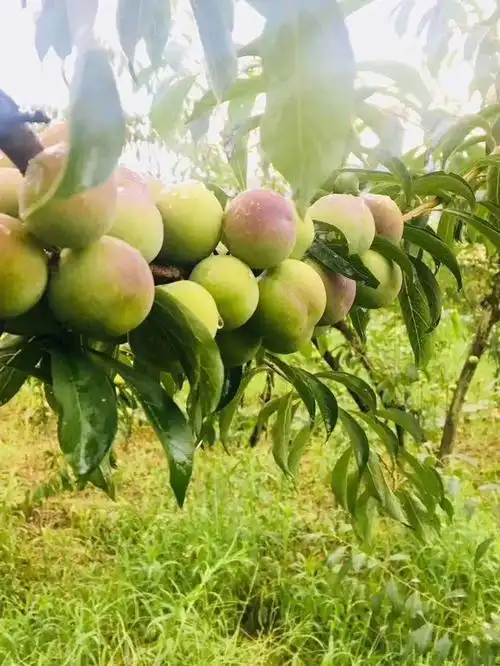 「创建天府旅游名县」来年的早春,不如你与我共赴兴文李子花林