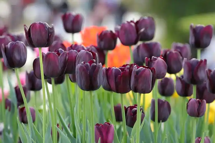 郁金香紫色郁金香花代表高贵和优雅