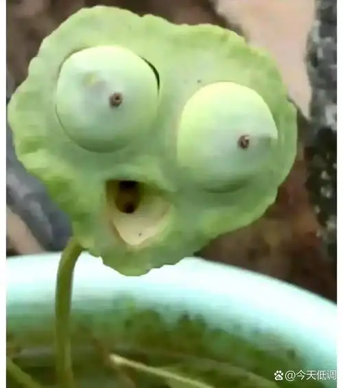 在忙碌的日子里,偶尔看一下莲蓬的趣味,仿佛整个世界都亮堂了起来.