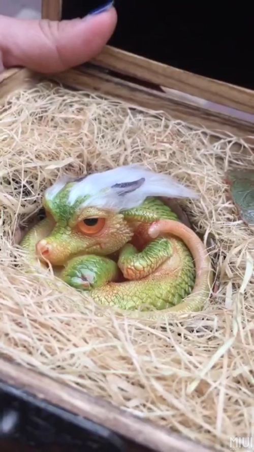 你要的龙视频文件无法上传,只能给扣扣中转链.