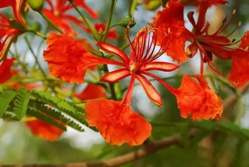 旭凤手里时凤凰花,是锦觅为他所种.