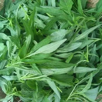 买二送一柳叶红苋菜种子绿苋菜汗菜青菜四季易种耐热蔬菜种子盆栽