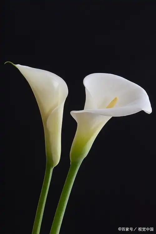 马蹄莲为什么长得慢?