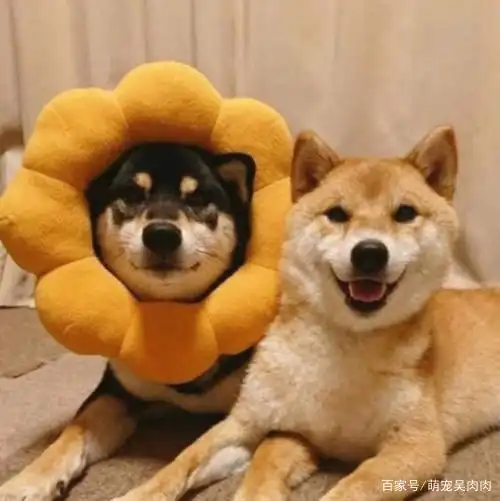 狗狗情侣头像来喽