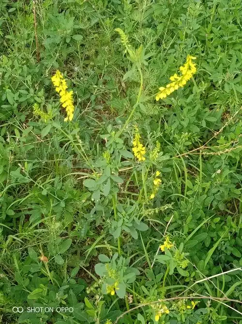 美丽的草木犀小黄花.