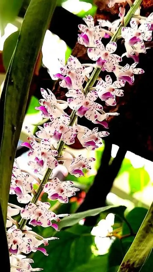 【我的小花园】美丽的狐尾兰石斛在端午节盛开,祝大家端午如意安康!