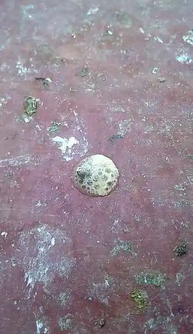 鸽子沙门氏菌用什么药最好(鸽子沙门氏菌的症状和治疗办法)