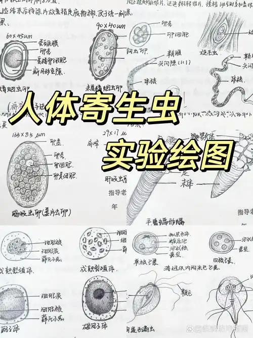 医学生笔记/人体寄生虫实验绘图(全)