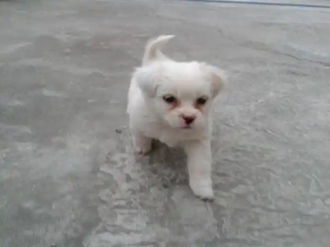 不要告诉我是哈巴狗,我在百度查过哈巴狗不长这样!懂得请回答,谢谢!