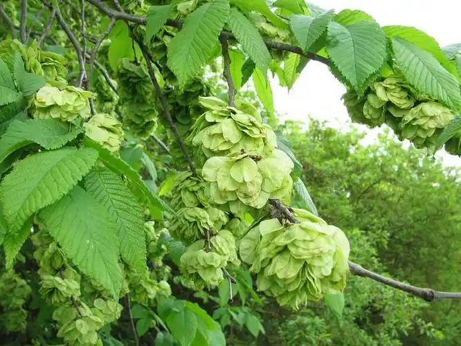 榆树图片_榆树高清图片_全景视觉