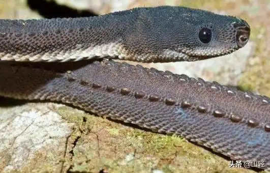 龙蛇一种长的最像龙的蛇