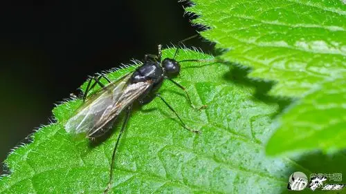 带翅膀的黑蚂蚁