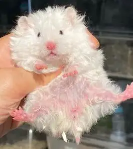 【白熊金丝熊】白熊金丝熊品牌,价格 - 阿里巴巴