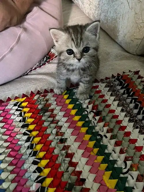 银渐层和蓝猫的崽崽