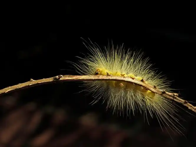 漂亮的毛毛虫胆小匆看