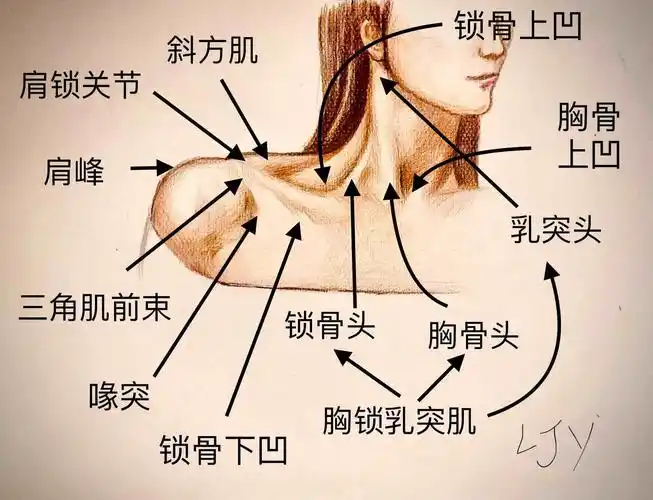 下面:胸大肌,三角肌前束上面:胸锁乳突肌,斜方肌锁骨上附着肌肉:锁骨