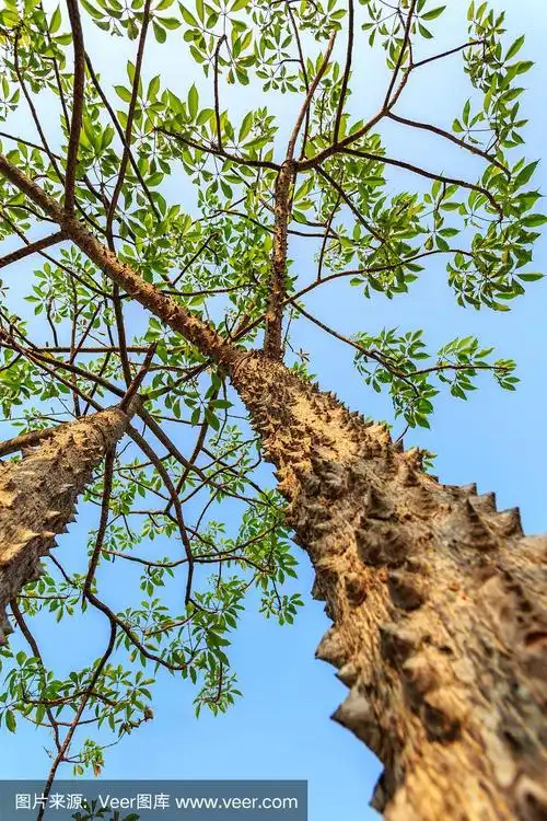 树干,木棉树,垂直画幅,选择对焦,无人