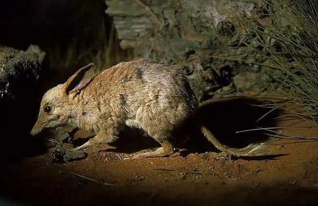 已灭绝的动物名称及图片大全(4)