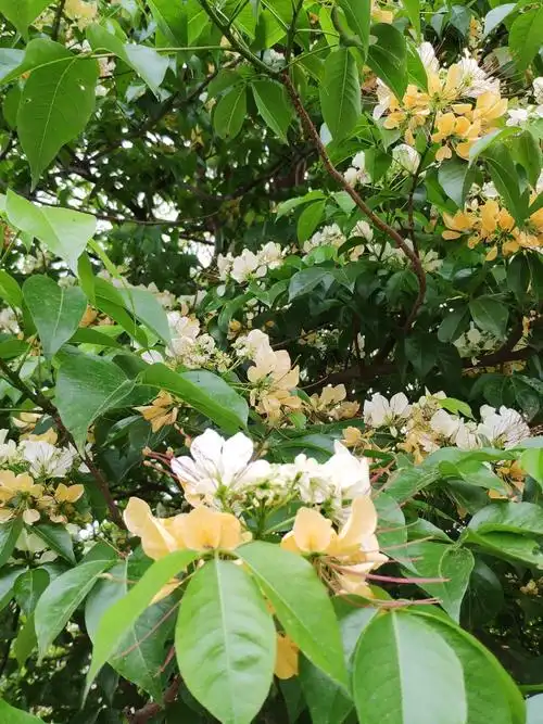 904基地直销全冠鱼木1米大树假植苗丛生多杆鱼木头