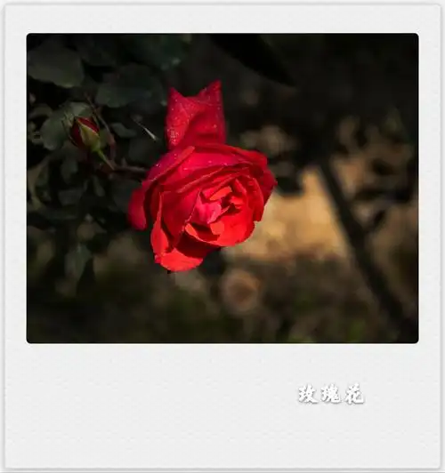 风雨彩虹铿锵玫瑰(首发)