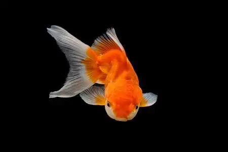 狮头金鱼孤立在黑色背景照片