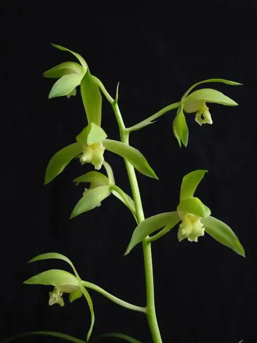 新增2009花照再次复花的蕙兰素心美不美你说说