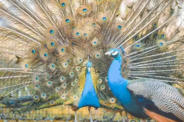 梅花鹿,羊驼,大耳兔,小香猪,荷兰鼠,还有200多只孔雀,等你来近距离