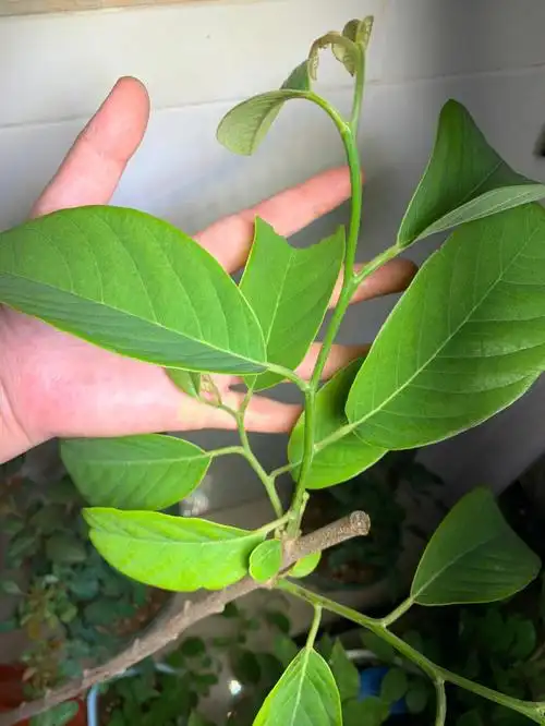 20220419入手释迦苗