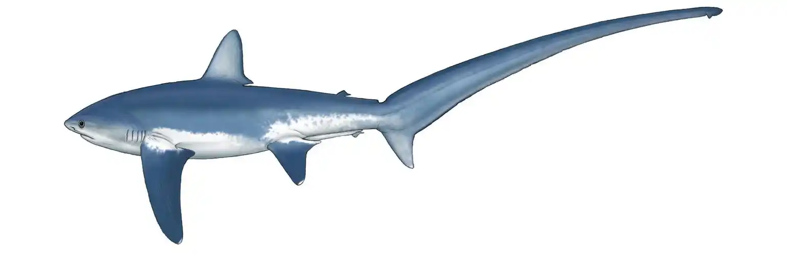 common thresher shark