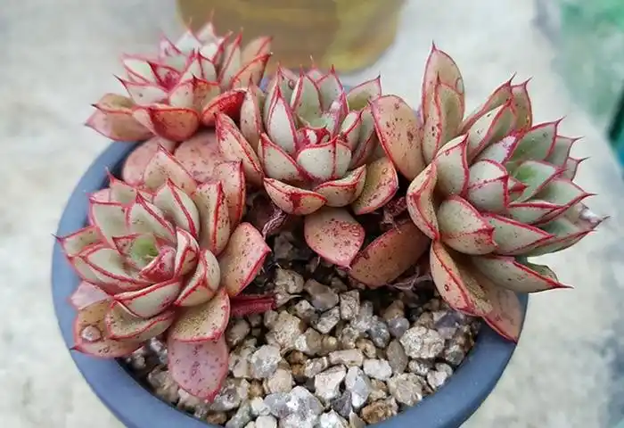 玫瑰多肉品种大全图鉴 – 多肉联萌