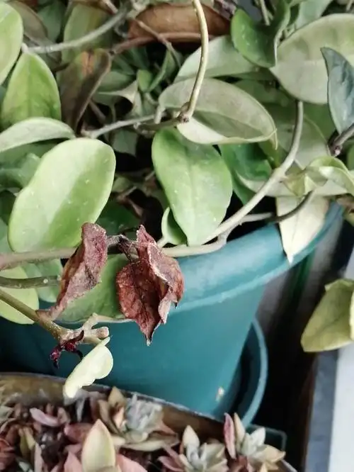 球兰求助请大神来看看