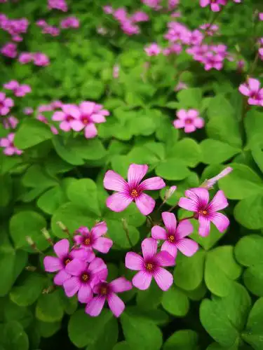 红花酢浆草(手机随拍) - 美篇