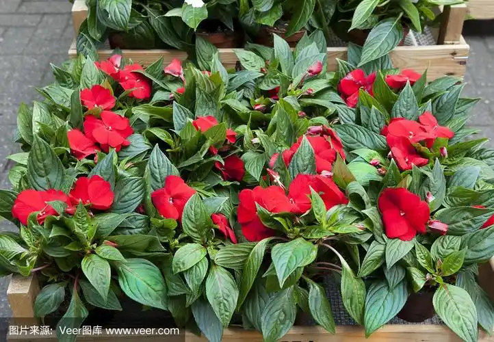 市场上的新几内亚凤仙花