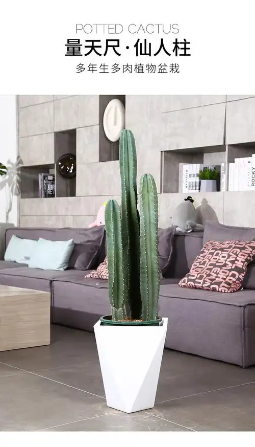 新买的量天尺怎么养