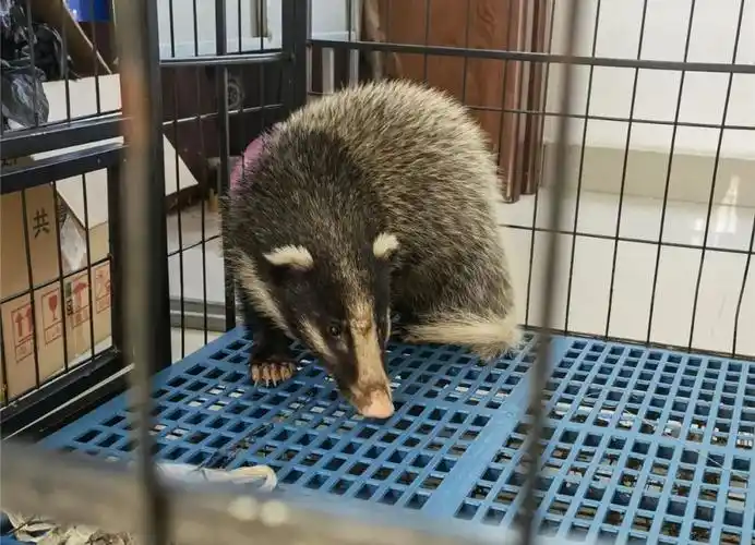 金寨惊现两只国家级野生动物