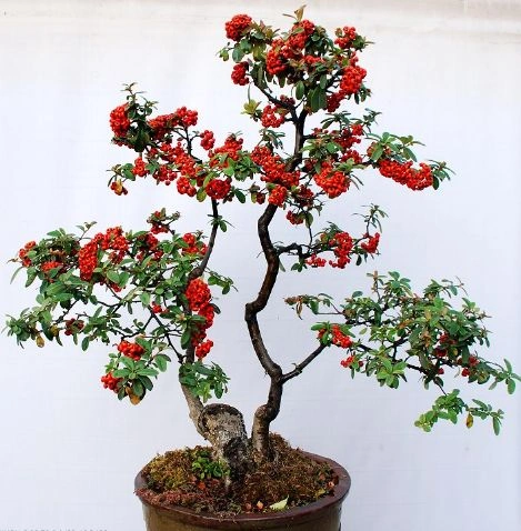 四季植物网 植物图谱 盆景图谱 小丑火棘 > 正文火棘常被在庭院中做