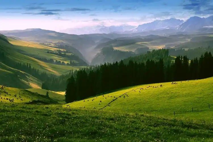 伊犁起止:yl03喀拉峻品质一日游_地州起_中青旅新疆国际旅行社有限