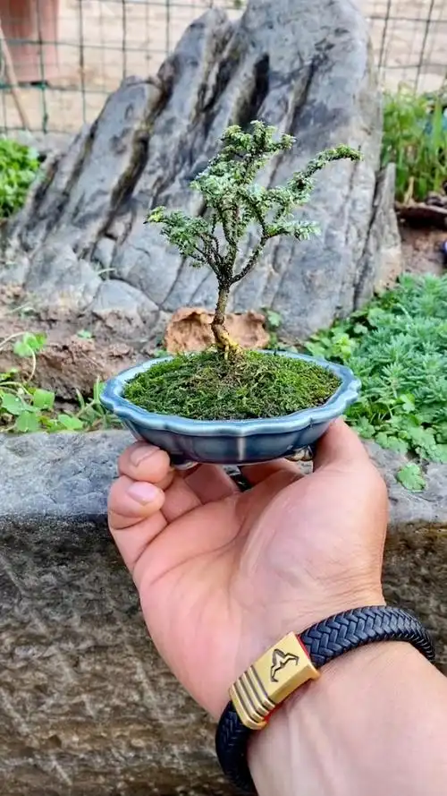 八房榆,世界上最小的叶子,像芝麻大小,不知何时才能长大!