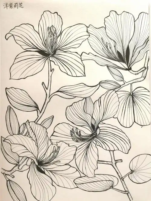 自学画画洋紫荆花