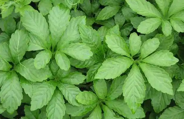 药材功效 - 黔农网