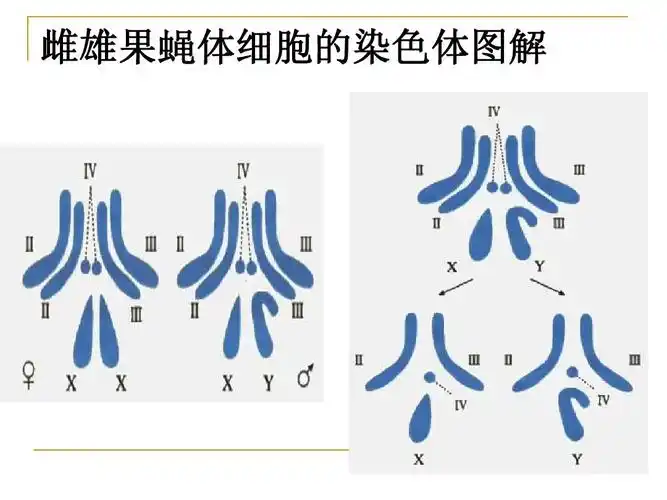 雌雄果蝇体细胞的染色体图解
