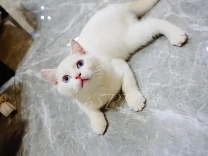 广州英短蓝眼乳白净梵弟弟1800找新家