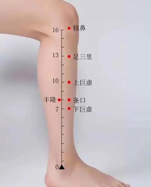足三里穴