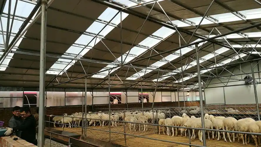 计划年出栏生态育肥羊100万只 大中生态健康养殖示范场