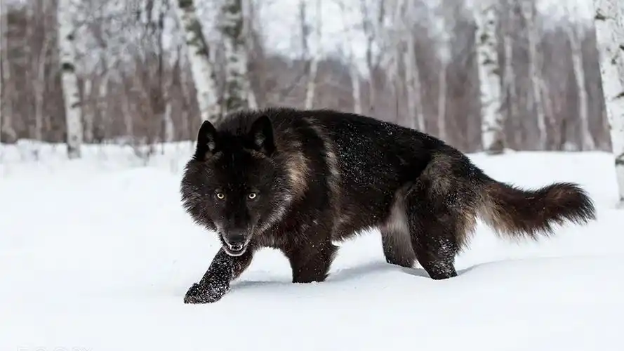 它是犬科动物里面的王者,是唯一一种能叫板猫科动物的犬科猛兽