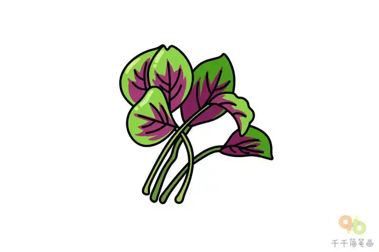 红苋菜简笔画图片