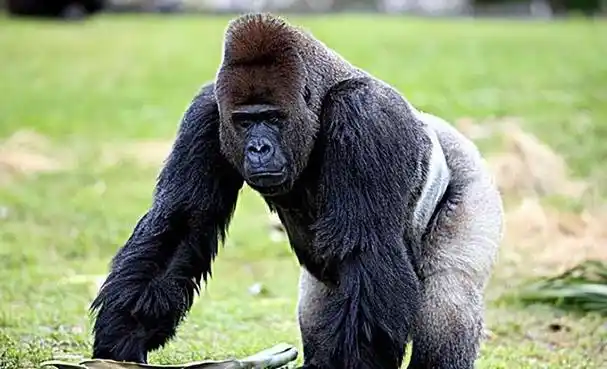 狮子作为非洲大草原上的猛兽,是猫科动物中的顶尖猎食者.