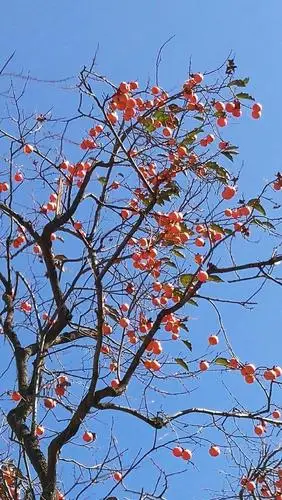 思帝乡——秋日游